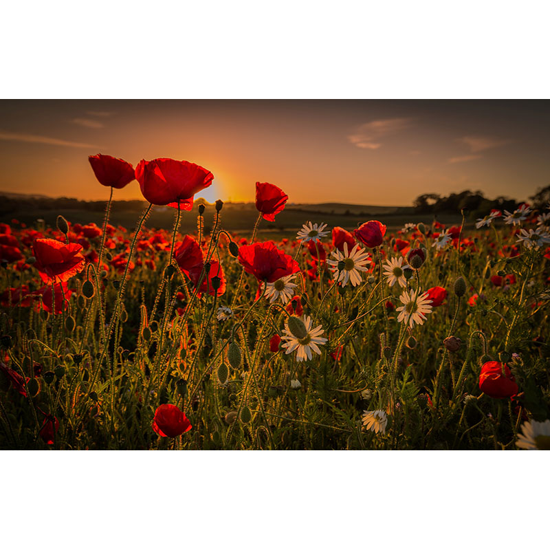 Ταπετσαρία χώρου με Flowers in the Dawn